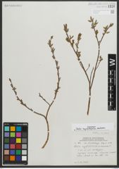 Foto von Salix myrtillifolia Anderson